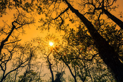 Low angle view of silhouette tree against sky during sunset