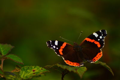 animal wildlife