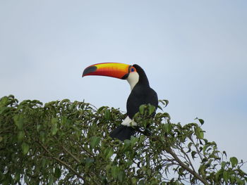 Low angle view of bird perching on tree against sky