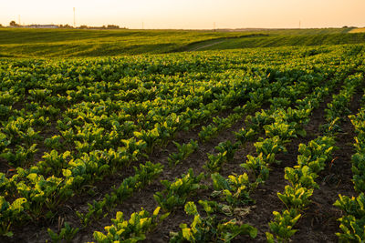 Scenic view of agricultural field