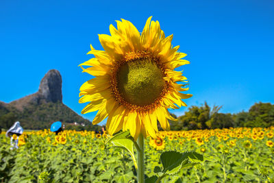 Sunflower in field against blue sky