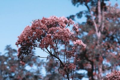 Low angle view of cherry blossoms against sky