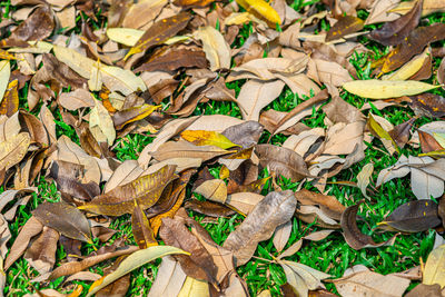 High angle view of dry leaves on field
