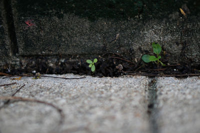 Close-up of young plant