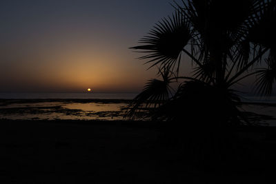 Silhouette palm tree by sea against sky during sunset