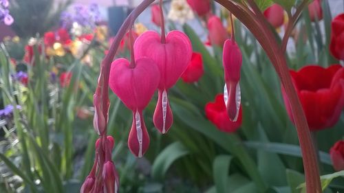 Close-up of pink flowers