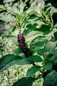 Close-up of insect on plant