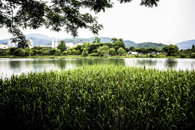 Reflection of trees in lake