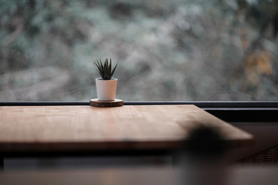 Close-up of potted plant by window at cafe