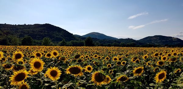 Scenic view of sunflower field against sky