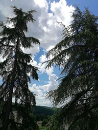 Low angle view of tree against sky