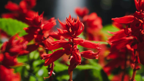 Close-up of red flowering plant