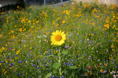 Close-up of fresh yellow flowers in field