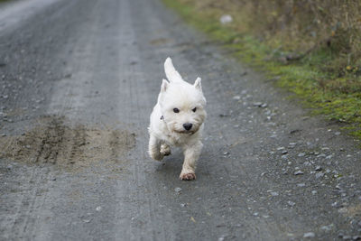 High angle portrait of white dog on road