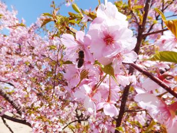 Low angle view of pink flowers blooming on tree