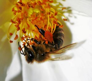 Close-up of bee pollinating flower