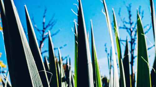 Close-up of plant against blue sky