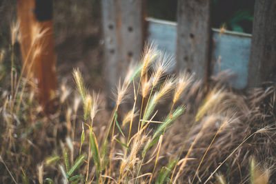 Close-up of wheat growing on field