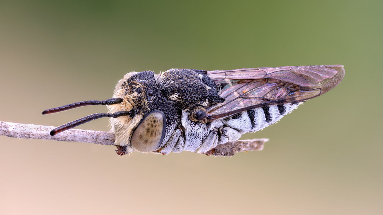 Cuckoo bee