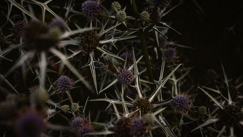 High angle view of purple flowering plants