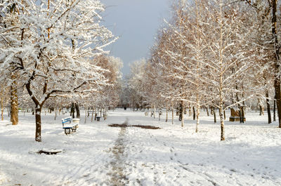 People skiing on snow covered field