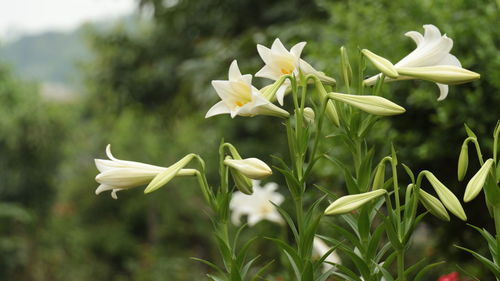 Close-up of white flowers blooming outdoors