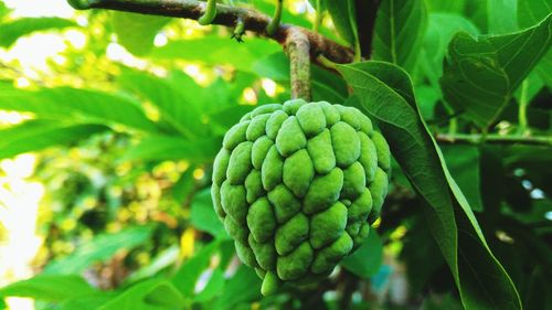 Close-up of fruit growing on tree