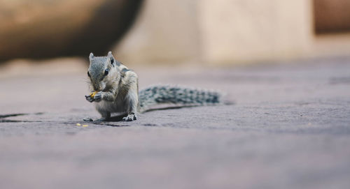 Close-up of squirrel