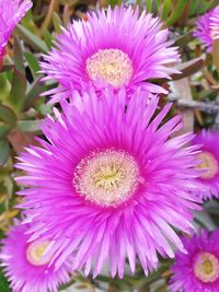 Close-up of pink flower