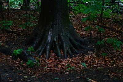 Trees in forest