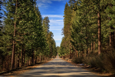 Road amidst trees against sky