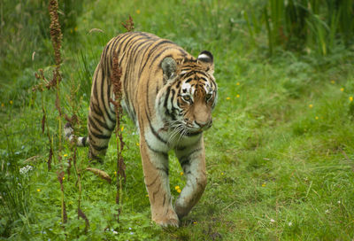 High angle view of tiger walking on grassy field