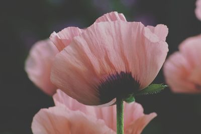 Close-up of pink hibiscus blooming outdoors