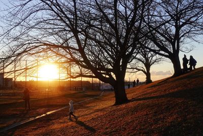 Silhouette of bare trees on field during sunset