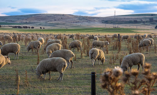 Flock  of sheep on grazing