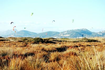 Paragliders in the sky