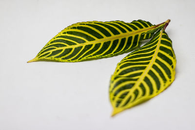 Close-up of yellow leaves against white background