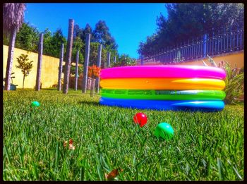 Rainbow over grassy field