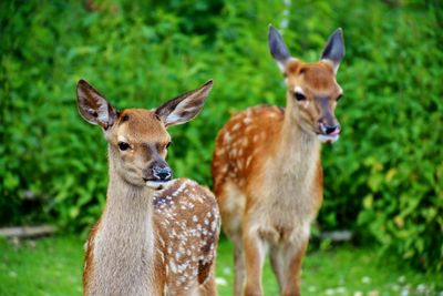 Deer standing on field