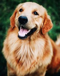 Close-up portrait of dog