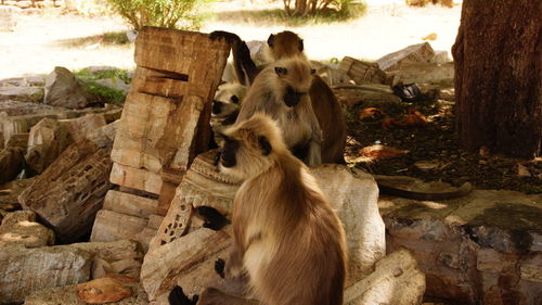 View of monkeys