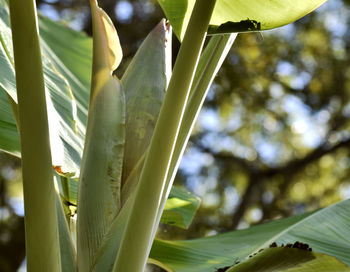 Close-up of fresh green leaves