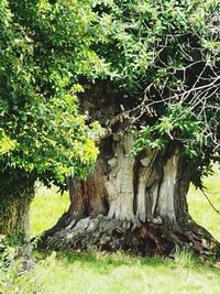 Tree trunk by grass