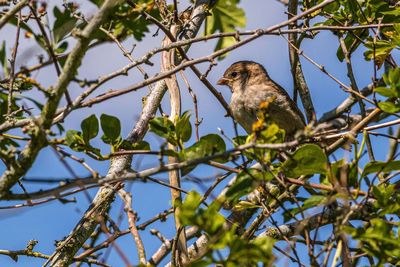 Low angle view of bird perching on tree