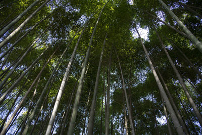 Low angle view of bamboo trees in forest