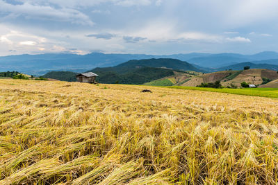 Scenic view of field against sky