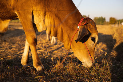 Thai cow in field which traditional cow in urban, cow in field on sunset