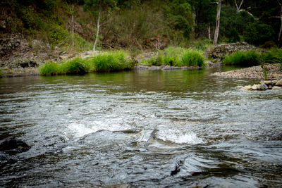 Scenic view of river stream amidst trees in forest