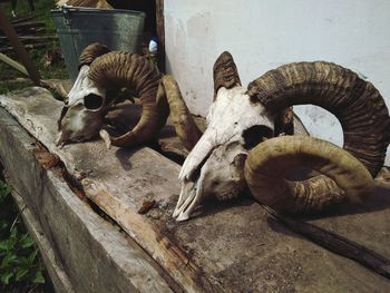 Close-up of animal skulls