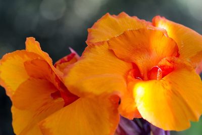 Close-up of orange hibiscus blooming outdoors